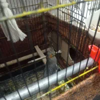 عروس هلندی مولدسینامون سخنگو|پرنده|همدان, |دیوار