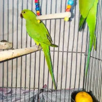 یک شاه طوطی نر شاه تخم یک جفت ملنگو شیطون و ملوس|پرنده|تهران, دردشت|دیوار