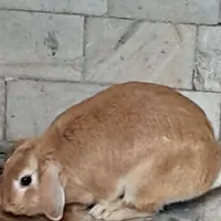 خرگوش