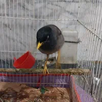 مرغ مینا|پرنده|سبزوار, شرق کال شمالی|دیوار