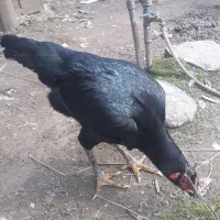 مرغ لاری کرچ بدون تخم