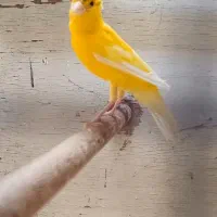 قناری ماده کاکلی