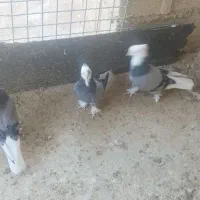 کبوتر قندی و دوکت سیاه|پرنده|اهرم, |دیوار