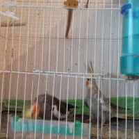 جفت عروس هلندی نر سیامون، ماده، گل باقالی