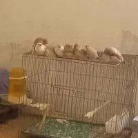 فنچ نر وماده