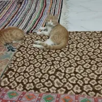 واگذاری سه بچه گربه