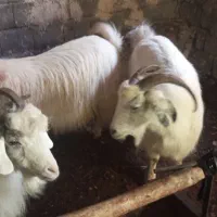 دو عدد بز یکی قصر یکی بابزغاله