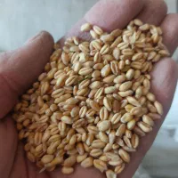 گندم پیشگام