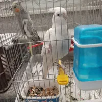 عروس هلندی نر و ماده جفت|پرنده|شیراز, گلشن|دیوار