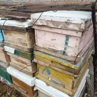 کندوی زنبور عسل