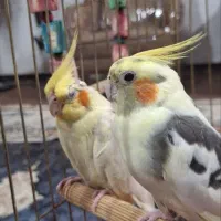 عروس پاریس