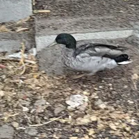 اردک نر پروازی|حیوانات مزرعه|بیستون, |دیوار