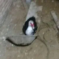 سه عدد اردک روسی دوعددنر بزرگ یک عدد ماده