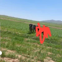 سگ گله به شرط