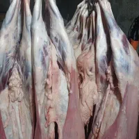 خرید گوسفند دام طیور تهران اعلام قیمت روزانه|حیوانات مزرعه|تهران, فاطمی|دیوار