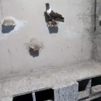 قرمزی نر صید شده