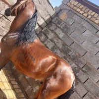اسب کره نریان عرب یه سر واردات