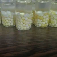 حلزون کاردرمنزل