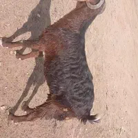 بز ماده|حیوانات مزرعه|شادگان, |دیوار