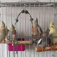 پرورش عروس هلندی