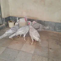 بوقلمون اسلیت|حیوانات مزرعه|تهران, استاد معین|دیوار