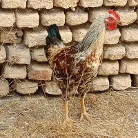 خروس خانگی