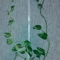 قلمه سینگونیوم و پتوس|گل و گیاه طبیعی|تهران, مجیدیه|دیوار