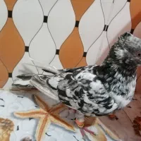 جوجه رسمی هفت رنگ نر