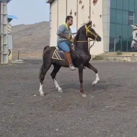 نریان ۶ ساله