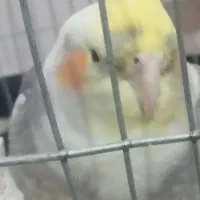 دوعدد عروس هلندی نر ماده