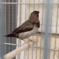 فنچ نره بنگالی پولک درشت|پرنده|تهران, باغ خزانه|دیوار