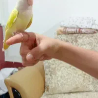 طوطی برزیلی دستی