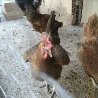 ۵عدد حیوان به فروش میرسد
