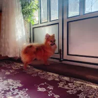 پامر روباهی ماده|سگ|صحنه, |دیوار