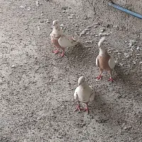 کبوتر پرنده