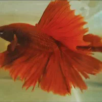 یک جفت ماهی|ماهی|تربت‌حیدریه, حسنی بالا|دیوار