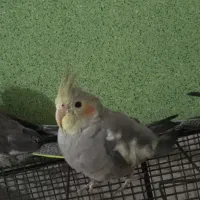 عروس هلندی|پرنده|قم, شهرک سازمان آب|دیوار