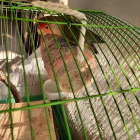 طوطی برزیلی استثنایی