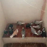 چند جفت کفتر خوشگل  و گرینچیک