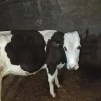 گاو سیمینتال