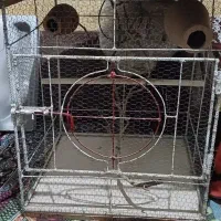 قفس پرنده قناری هلندی