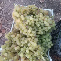 انگور شیرین خمین رسید ارسال دلیجان نراق رایگان