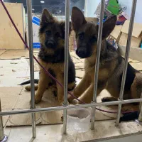 توله ژرمن شپرد شولاین حرفه ایی|سگ|شیراز, سجادیه|دیوار