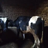 گاو|حیوانات مزرعه|سبلان, |دیوار