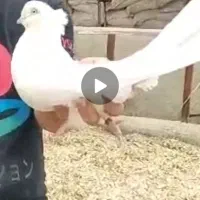 فروشی چش سفید کاکلی با14 عدد شامی سینه فر