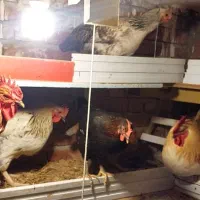 فروش مرغ و خروس|حیوانات مزرعه|ارومیه, |دیوار