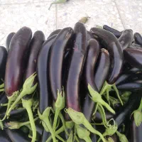 بادمجان وفلفل شیرین خوراکی