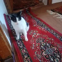 گربه ناز و مهربان