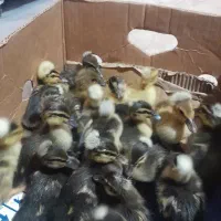 تخم اردک محلی وپکنی|حیوانات مزرعه|سنگر, |دیوار