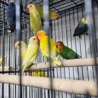 کوتوله رنگی|پرنده|زاهدان, |دیوار